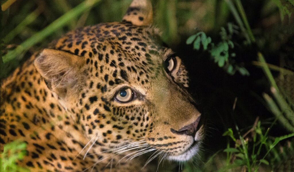 Afrika, Zambia, Natuur