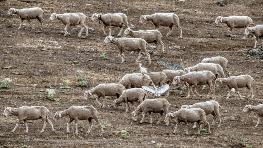 Extremadura Spanje | Atlas Reizen