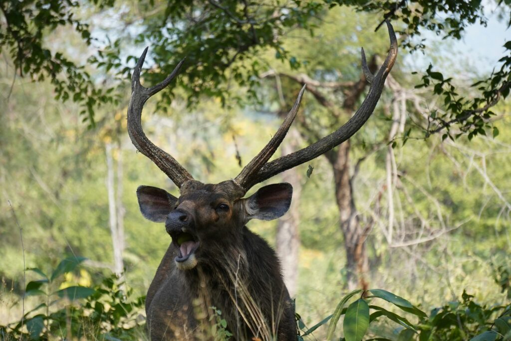 Bandhavgarh op twee momenten van de dag (O, L, D)