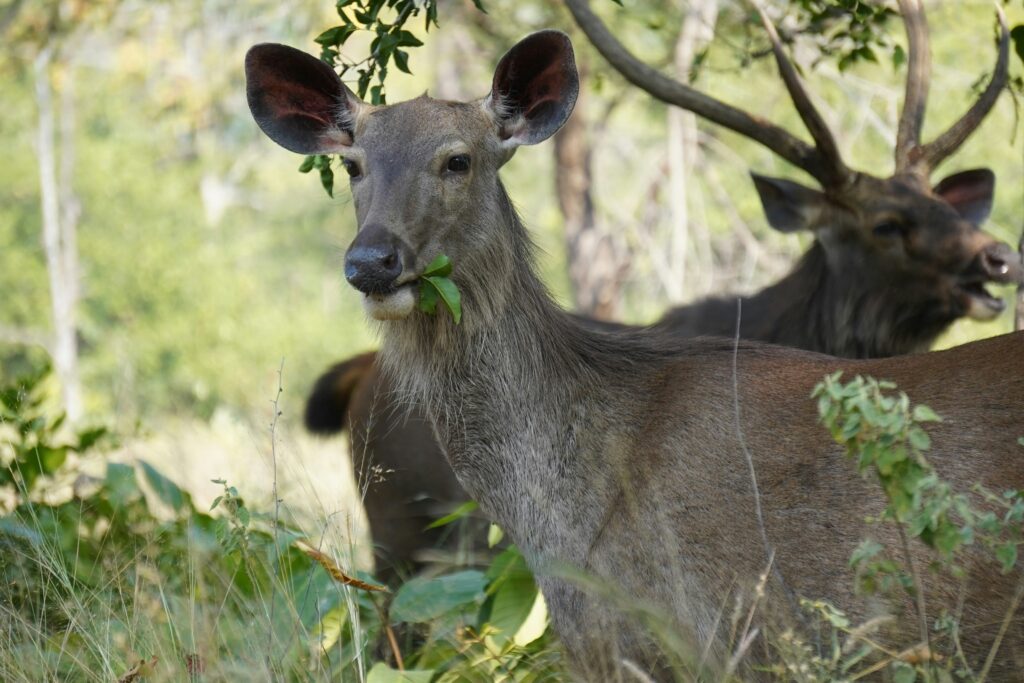 Safari in Panna (O, -, -)