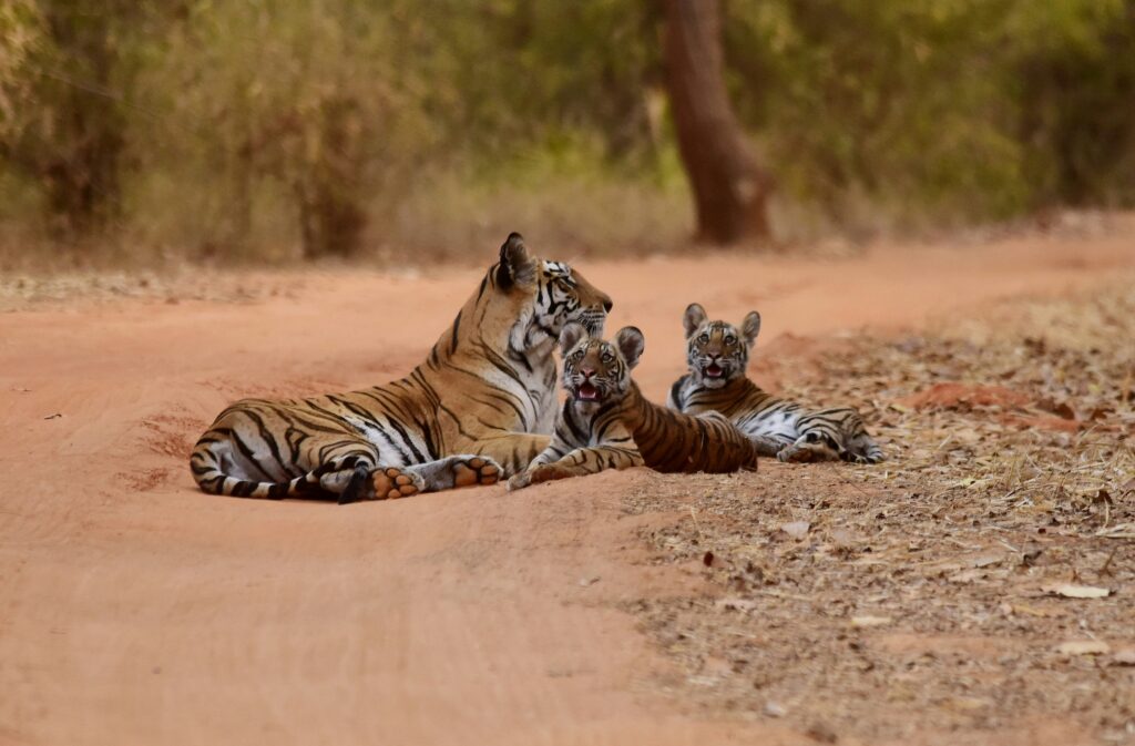 Bandhavgarh en verder naar Khajuraho (O, -, -)
