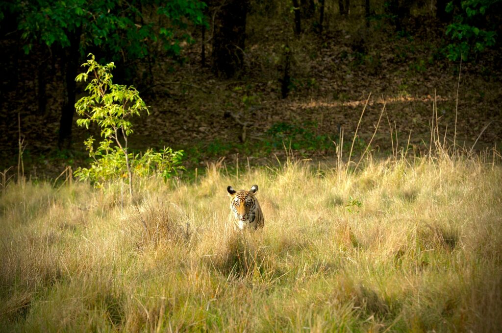 Naar de bossen van Bandhavgarh (O, L, D)